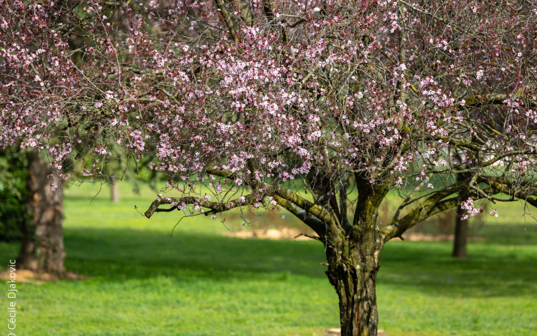 C'est le printemps, lancement de mon nouveau site !